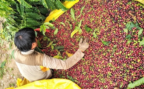 Sustainable development holds the key to the success of Vietnamese coffee